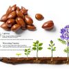 5X Bonsai Starter Kit by Adawook - Indoor Planting Bags & Seeds for-2
