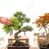 5X Bonsai Starter Kit by Adawook - Indoor Planting Bags & Seeds for-6