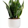 Costa Farms Snake Plant Live Indoor Houseplant, Air Purifying-0