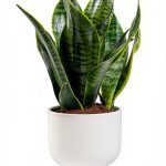 Costa Farms Snake Plant Live Indoor Houseplant, Air Purifying-0