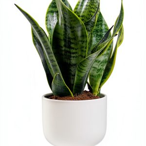 Costa Farms Snake Plant Live Indoor Houseplant, Air Purifying-0