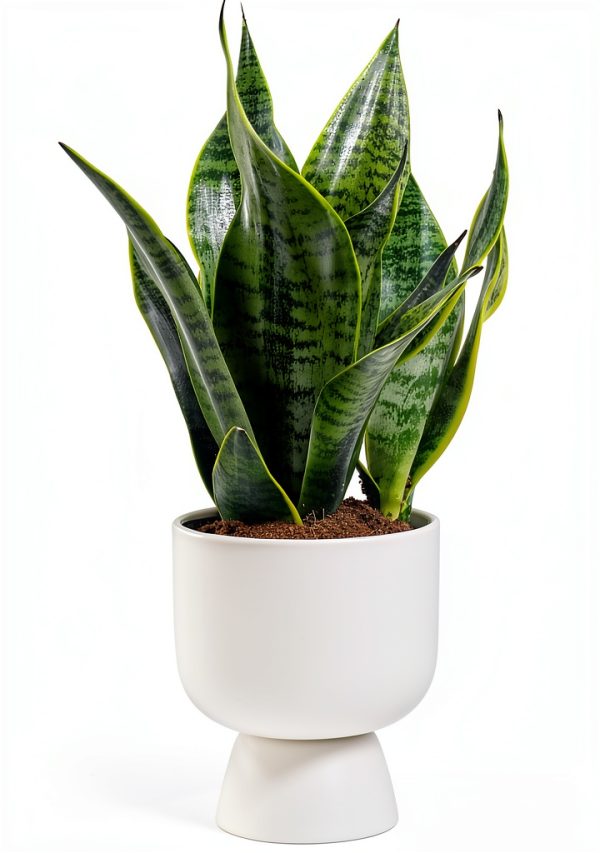 Costa Farms Snake Plant Live Indoor Houseplant, Air Purifying-0