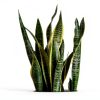 Costa Farms Snake Plant Live Indoor Houseplant, Air Purifying-1