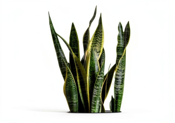 Costa Farms Snake Plant Live Indoor Houseplant, Air Purifying-1