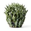 Costa Farms Snake Plant Live Indoor Houseplant, Air Purifying-4