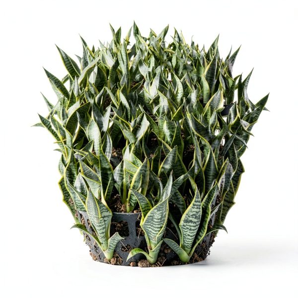 Costa Farms Snake Plant Live Indoor Houseplant, Air Purifying-4
